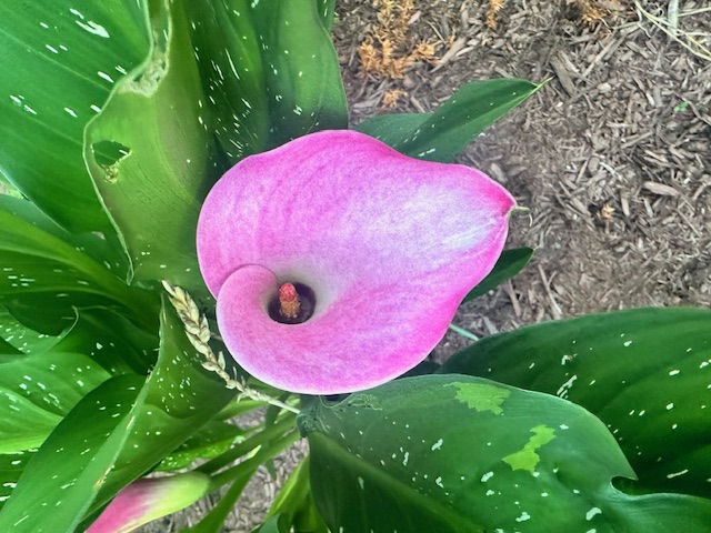 Stop and SEE the Roses